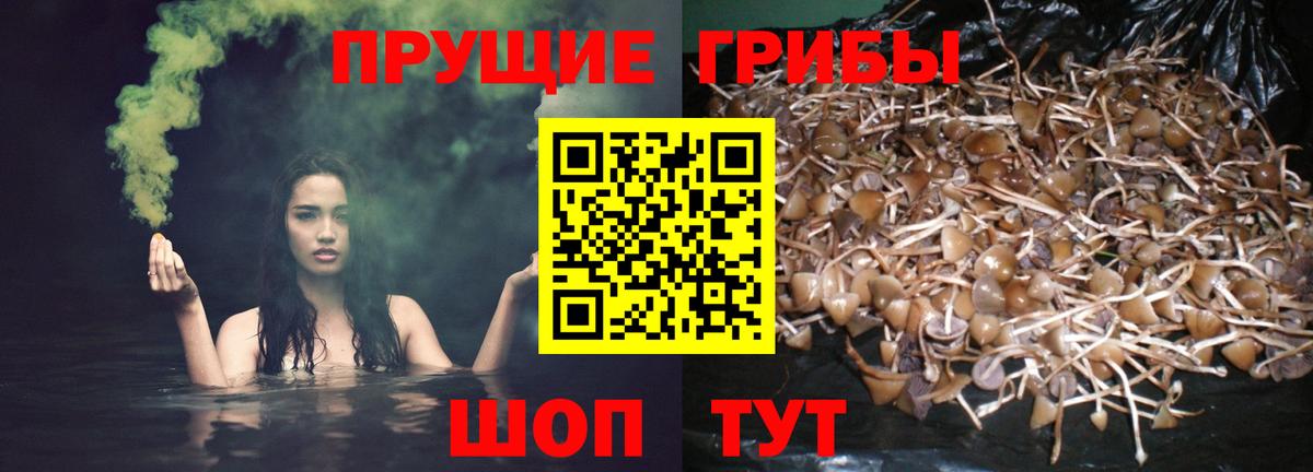 Дедовск  Псилоцибиновые грибы мицелий  Вход с VPN 